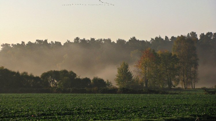 Wiesen und Wälder bei Nebel mit Zugvögeln am Himmel, © Petra Walther