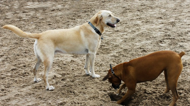 Zwei Hunde genießen ihren Tag am Hundestrand., © Pixabay