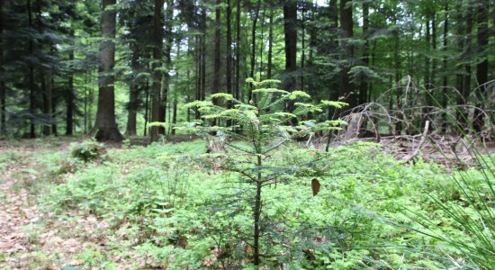 Flintenberg am Erdmannradweg, © Niedersächsische Landesforsten