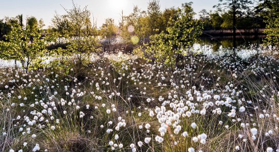 Blick auf die Wollgrasblüte, © Lüneburger Heide GmbH / Markus Tiemann