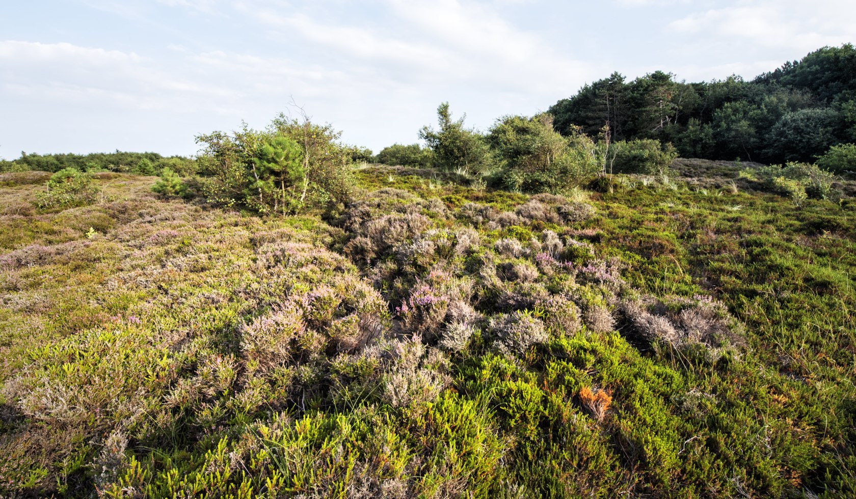 Heideblüte in Cuxhaven, © Cuxland-Tourismus / Florian Trykowski