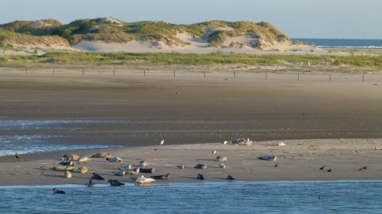 Seehunde liegen auf einer Sandbank vor Norderney und wurden von der Fähre aus fotografiert., © Ostfriesland Tourismus GmbH/www.ostfriesland.de