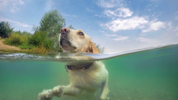 Schwimmender Hund im See, © AdobeStock_370493368