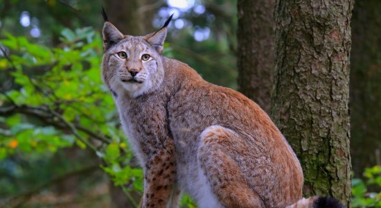 Luchs im Nationalpark Harz im Schaugehege in Bad Harzburg, © Ole Anders / Nationalpark Harz