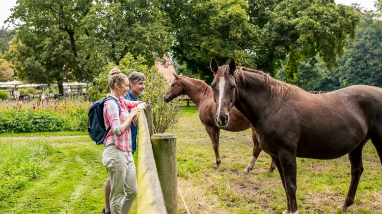 Begegnung mit Pferden in der Region Mittelweser, © TourmusMarketing Niedersachsen GmbH