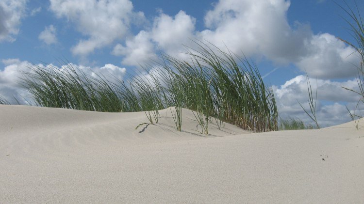 Düne mit Schilf bei blauem Himmel mit vereinzelten Wolken, © Nationalparkverwaltung Niedersächsisches Wattenmeer / Jürn Bunje