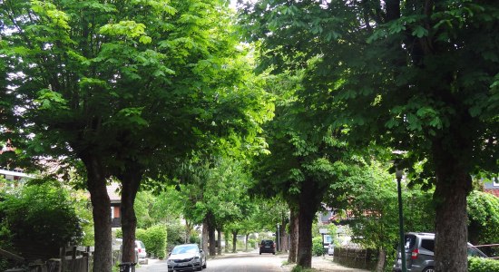 Allee des Monats August 2024, © Cornelia Ehrhardt 