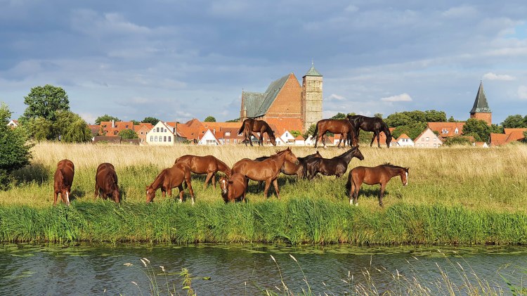 Panoramablick auf Verden mit Dom und Pferden.