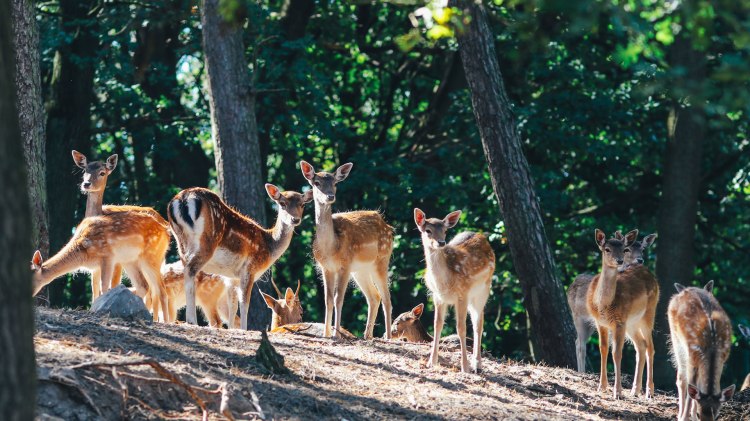 Eine Herde Rehe steht an einer Waldlichtung., © Familienhof Brüning / Jan Knecht