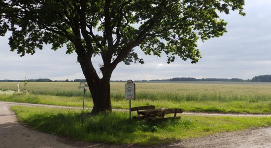 Röhrberheiche in Nartum, © Touristikverband Landkreis Rotenburg (Wümme)  e.V. / Udo Fischer