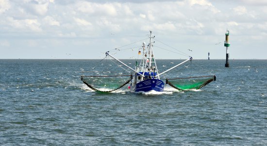 Blauer Fischkutter mit ausgehängten grünen Netzen beim Fischfang, begleitet von Möwen, in der Elbemündung bei Neuwerk, © TMN/Dieter Schinner