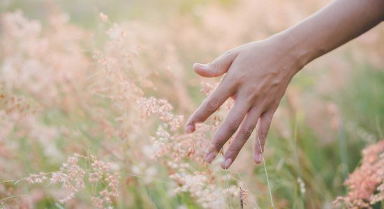 Hand berührt Gras im Feld, © Fotolia.com /jcomp