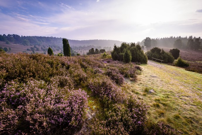 Morgenstimmung am Totengrund, © Lüneburger Heide GmbH / Markus Tiemann