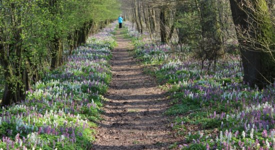 Naturschutzgebiet Alhuser Ahe, © Mittelweser-Touristik GmbH