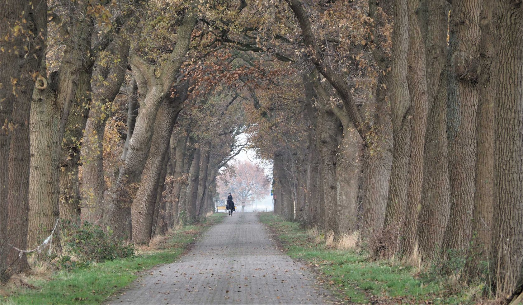 Baumallee Medenstraße im Herbst, © Heidrun Heinze