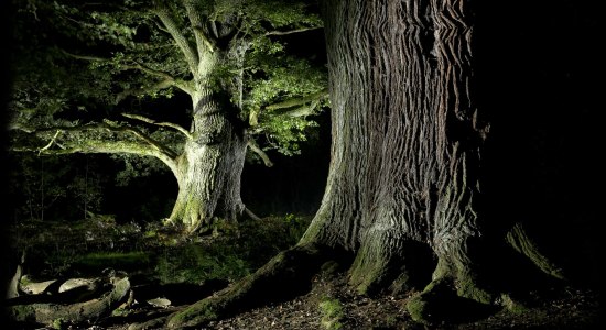 Fotokurs  Märchenhafte  Urwälder, © Dieter Horn