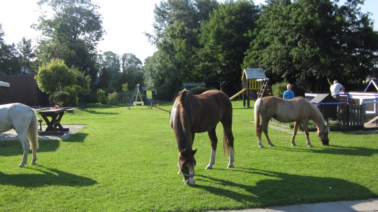 Ponys im Streichelzoo vom Kurhotel Strandhof, © TourismusMarketing Niedersachen GmbH