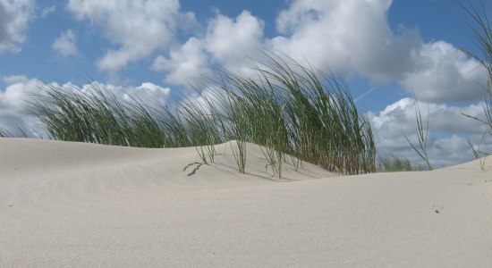 Düne mit Schilf bei blauem Himmel mit vereinzelten Wolken, © Nationalparkverwaltung Niedersächsisches Wattenmeer / Jürn Bunje