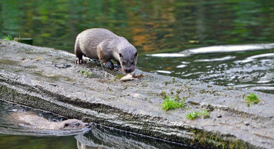 otter-zentrumtitel, © Südheide Gifhorn GmbH/Frank Bierstedt