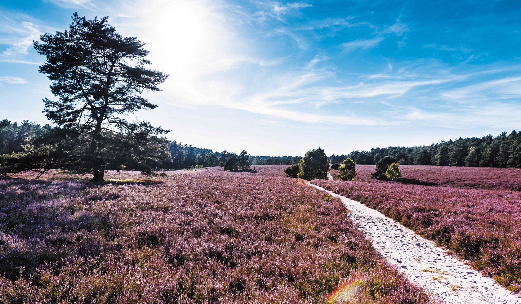 Blick in die Misselhorner Heide, © Lüneburger Heide GmbH