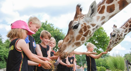 Fütterung der Giraffen im Jaderpark, © Tier- und Freizeitpark Jaderberg / Barbara Minnemann