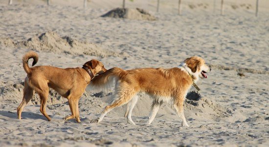 Zwei Hunde genießen ihren Tag am Hundestrand., © Pixabay