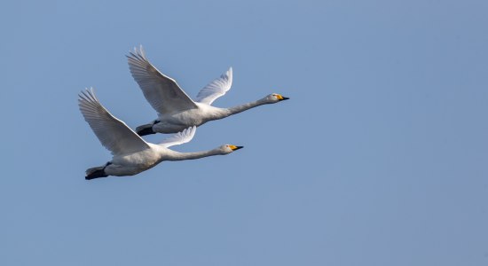 Zwei Singschwäne im Flug, © TourismusMarketing Niedersachsen GmbH / Jürgen Borris