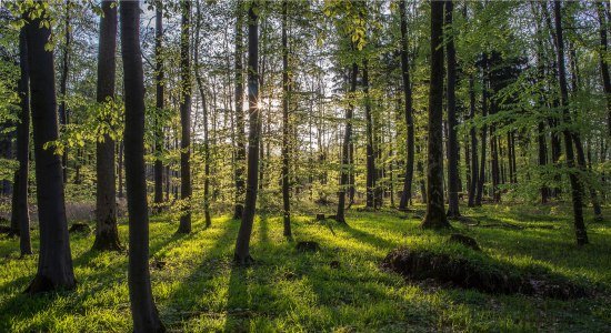 Sonnelicht bricht im Wald, © Touristikzentrum Westliches Weserbergland / Kurt Gilde