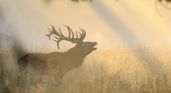 Röhrender Rothirsch im nebeligen Abendlicht, © TourismusMarketing Niedersachsen GmbH / Dieter Damschen