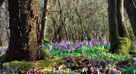 Frühblüherwald, © Naturpark Münden/ Ralf König