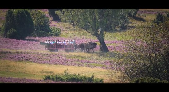 4 Hufe für ein Heidelujah - Pferde in der Heide