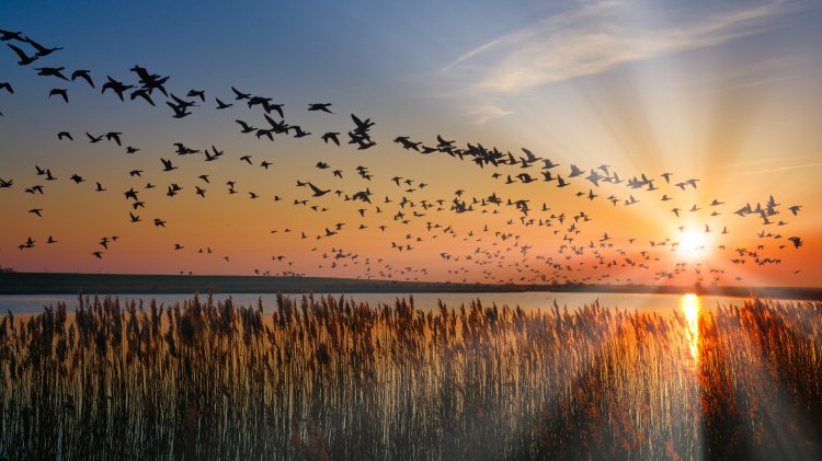 Nonnengänse in der Nordsee, © Travelpeter