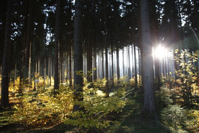 Wald im Harz, © TMN/Peter Hamel