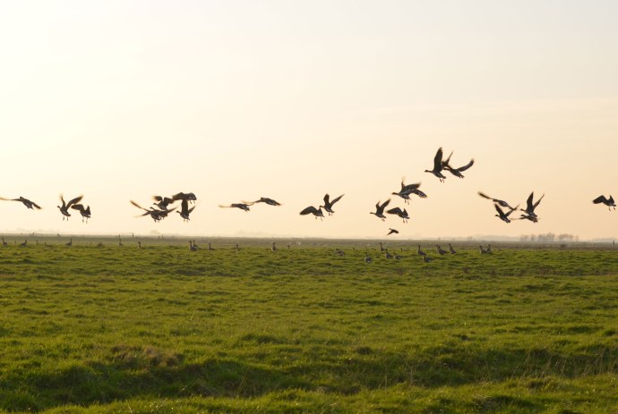 Zugvögel machen Station, © Ostfriesland Tourismus GmbH / www.ostfriesland.de