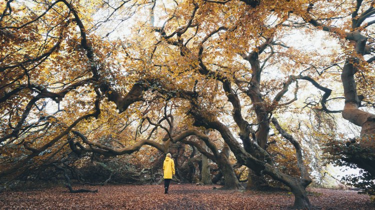 Wanderer unter herbstlicher Sünthelbuche im Weserbergland, © TourismusMarketing Niedersachsen GmbH / German Roamers / Johannes Becker