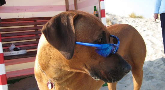 Hund mit Sonnebrille genießt den Tag am Strand auf Borkum., © NBG