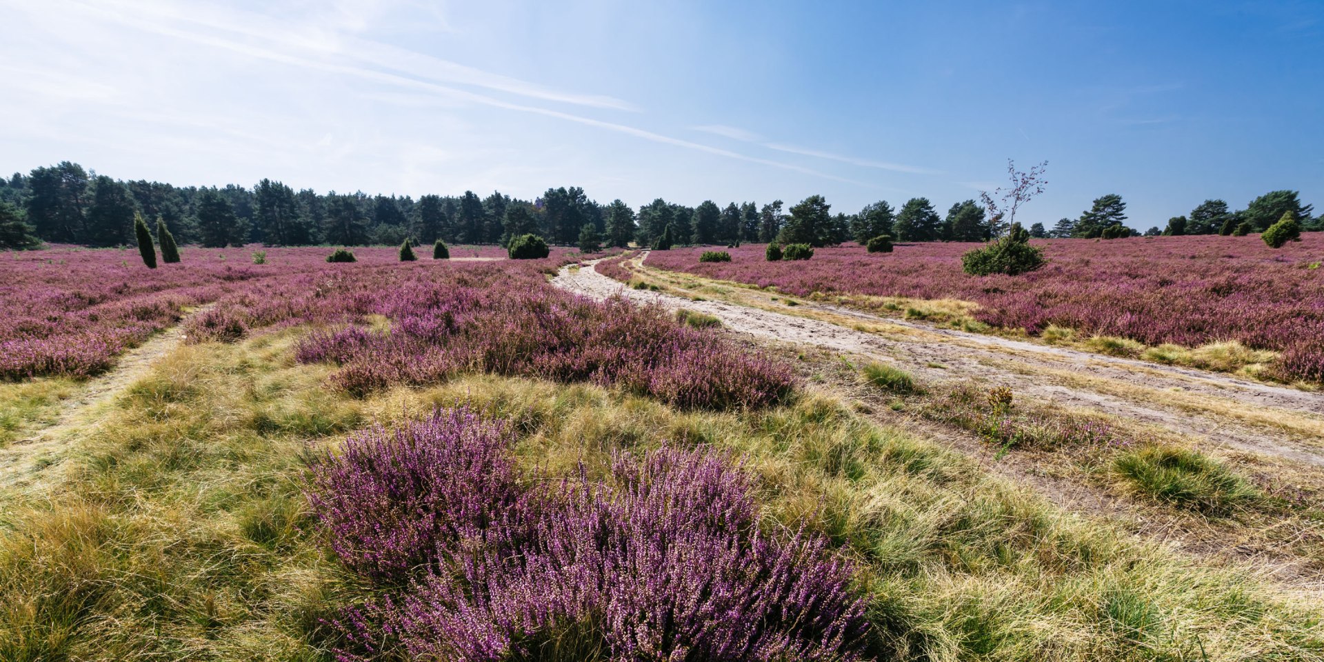 Hausselberg in der Lüneburger Heide zur Blütezeit, © Lüneburger Heide GmbH / Markus Tiemann