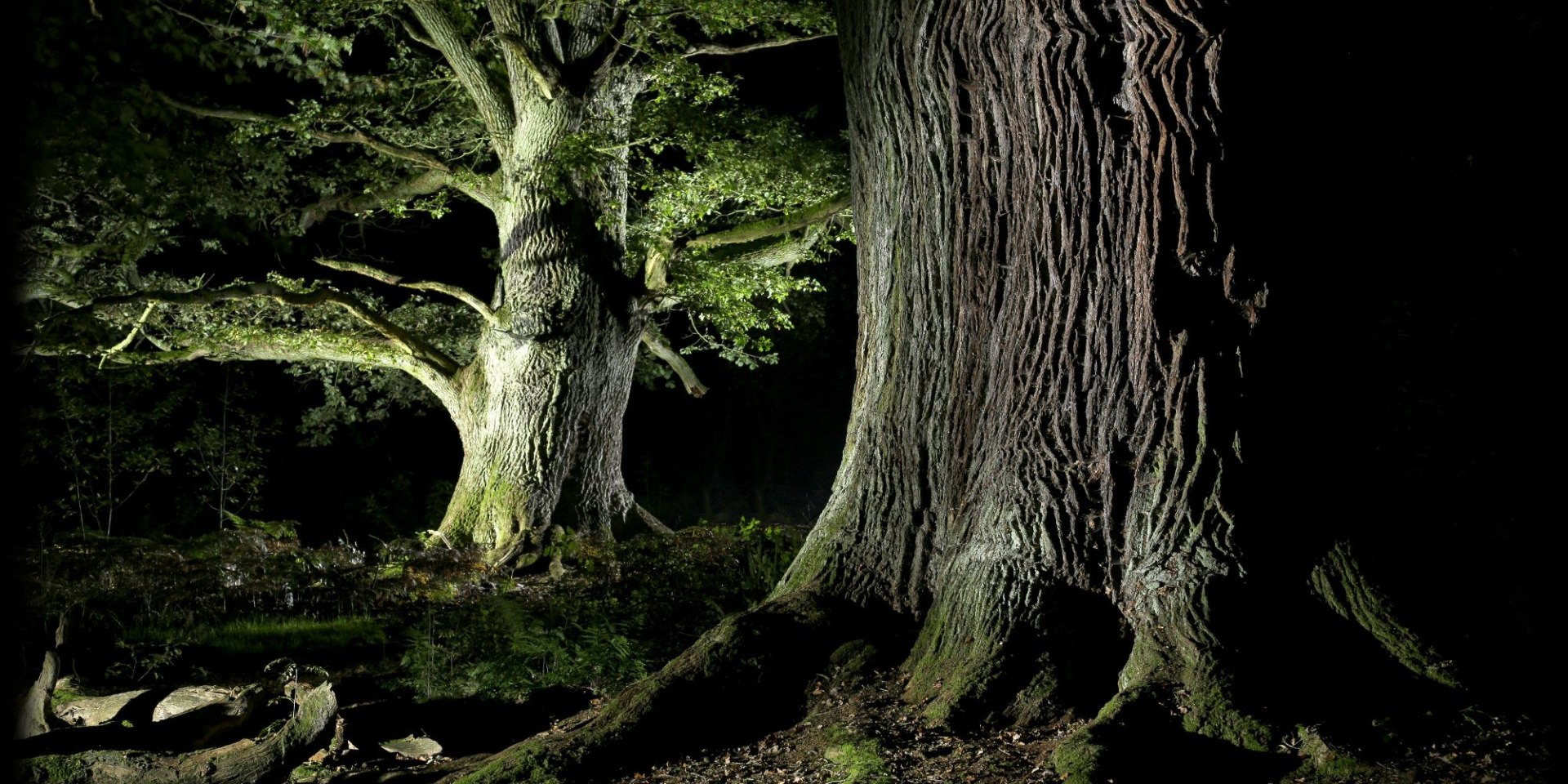 Fotokurs  Märchenhafte  Urwälder, © Dieter Horn