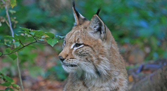 Ein Luchs im Harz, © Nationalpark Harz / Siegfried Richter