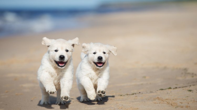 Welpen rennen am Strand, © AdobeStock_173040057