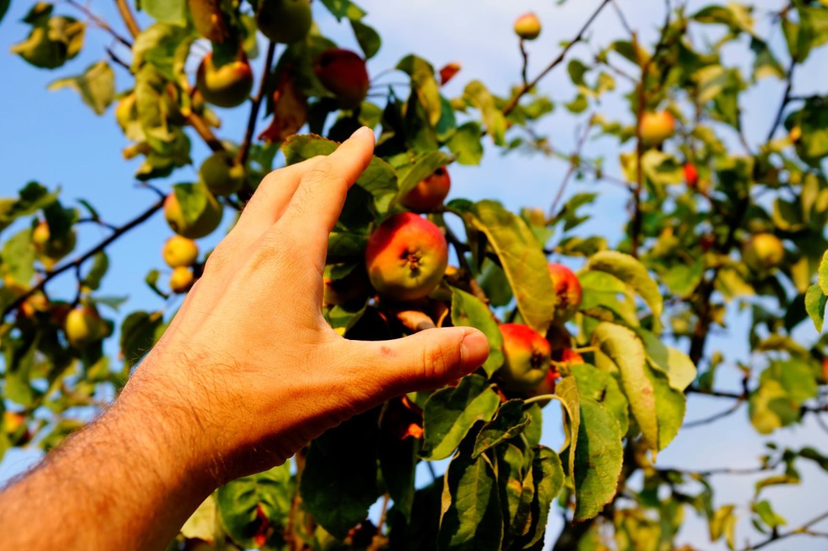 ausgestreckte Hand in Richtung eines Astes mit reifen Äpfeln, © Robert Wenzel