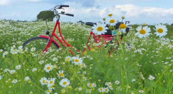 Rotes Fahrrad im Kamillenfeld auf der Erdmannroute, © DümmerWeserLand Touristik / Rainer Storck