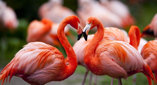 Flamingos im Weltvogelpark Walsrode, © Weltvogelpark Walsrode